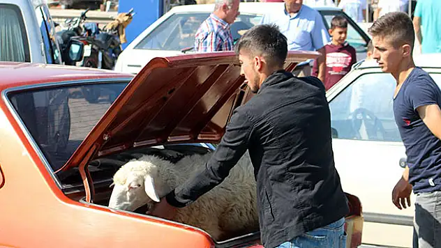 Kurbanlıkların otomobil yolculuğu