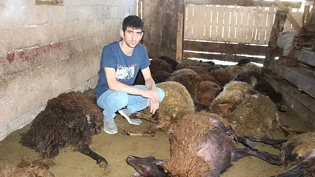Kurt ağıla girdi: 40 koyun öldü, 6 koyun yaralı
