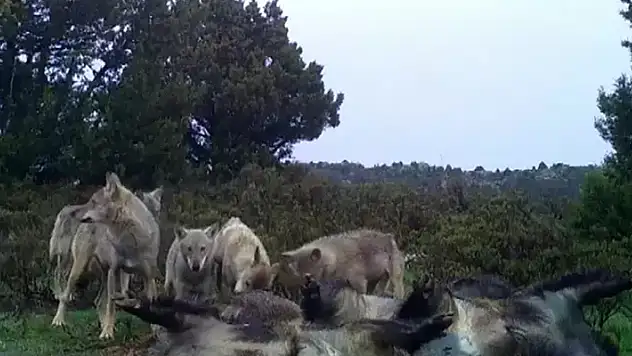Kurt sürüsünün domuz avı fotokapana yansıdı!
