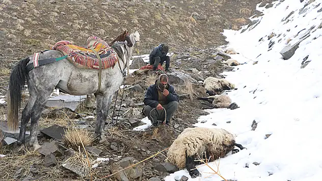 Kurtlar sürüye saldırıp, 65 koyunu öldürdü

