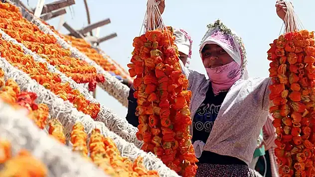 Kurutmalık sezonunda Gaziantep'in yükseklerinde renk cümbüşü
