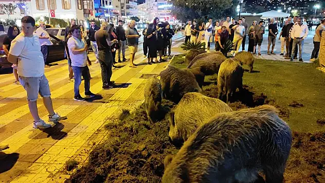 Kuşadası'nda merkeze yaban domuzları indi, o anlar kameraya yansıdı
