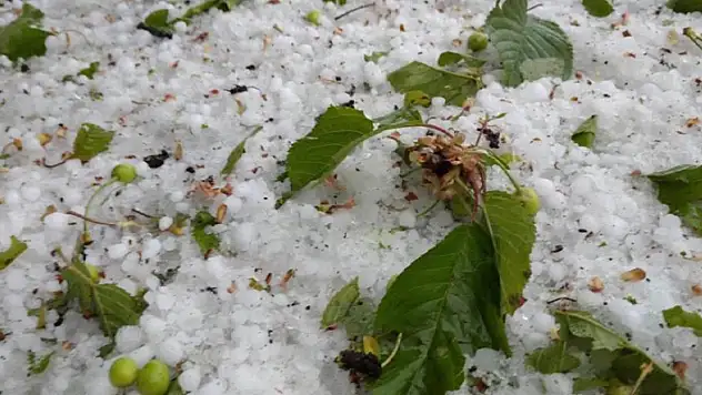 Kütahya'da dolu meyve ağaçlarına zarar verdi
