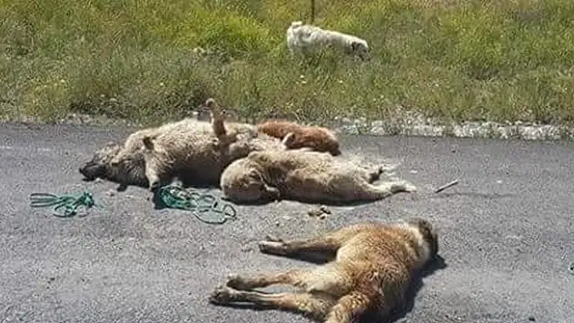 Kütahya'da Köpek Katliamı