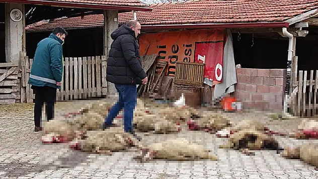 Kütahya'da sokak köpekleri 22 koyunu öldürdü

