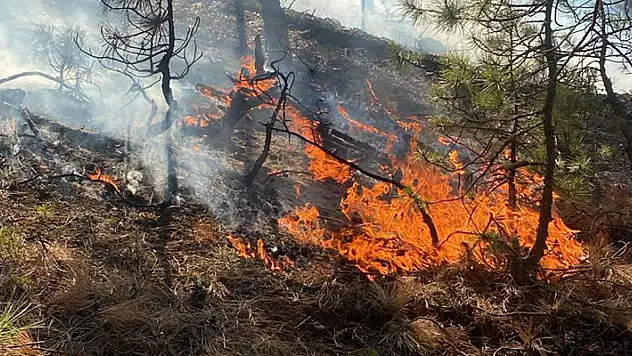 Kütahya'daki orman yangını 1 saatte söndürüldü
