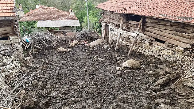 Kütahya'da ağılan girip sürüye saldırdı 25 koyun öldü