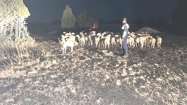 Kütahya'da kaybolan 92 küçükbaş hayvanı jandarma buldu
