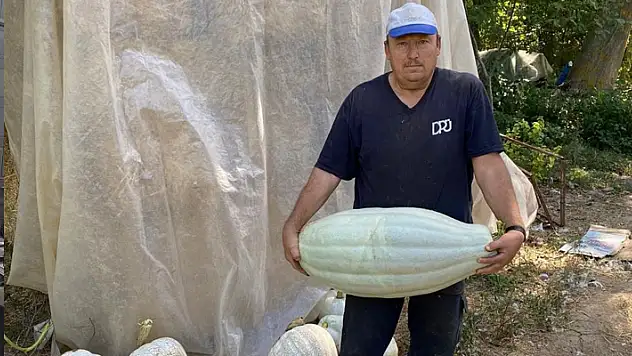 Kütahyalı çiftçi ata tohumundan 30 kilo gelen bal kabağı yetiştirdi