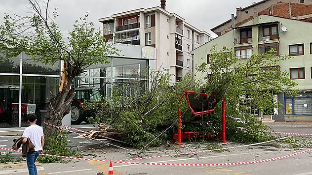Kuvvetli rüzgarda ağaç durağın üzerine devrildi

