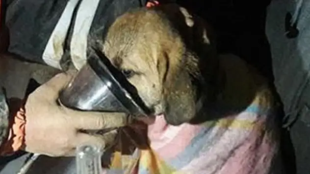 Kuyuya düşen yavru köpek 12. gününde kurtarıldı