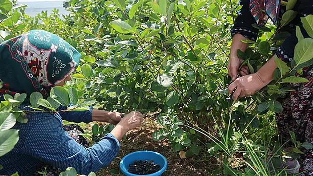 Kuzey Amerikalı aronya meyvesinin Konya Ovası'nda hasadı başladı
