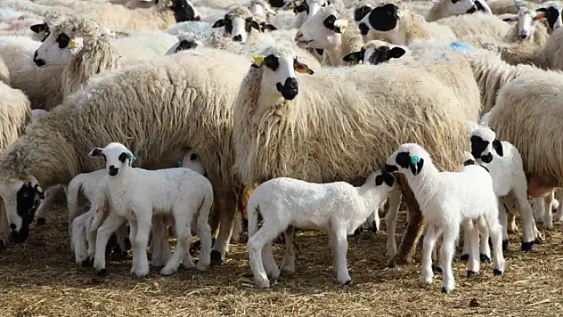 Kuzu doğumlarında üçüzler arttı, kış güneşi süt kuzularına yaradı