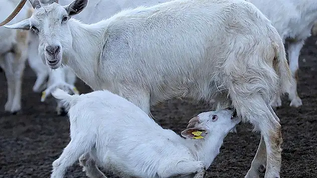 Kuzu oğlak ve sürü yöneticisi istihdamı destek başvuruları 2 Eylül'de başlıyor
