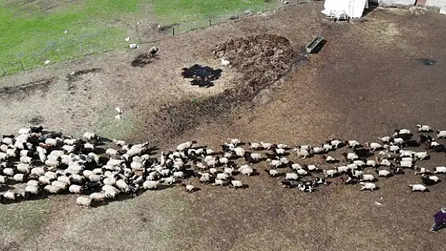 Kuzuların anneleriyle buluşması renkli görüntüler oluşturuyor