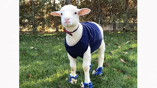 Kuzusuna çocuğu gibi bakıyor