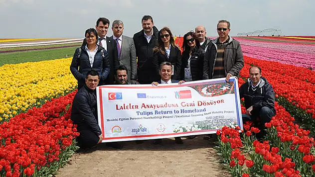 Lale ihracatı 'kesme çiçek' ile artacak
