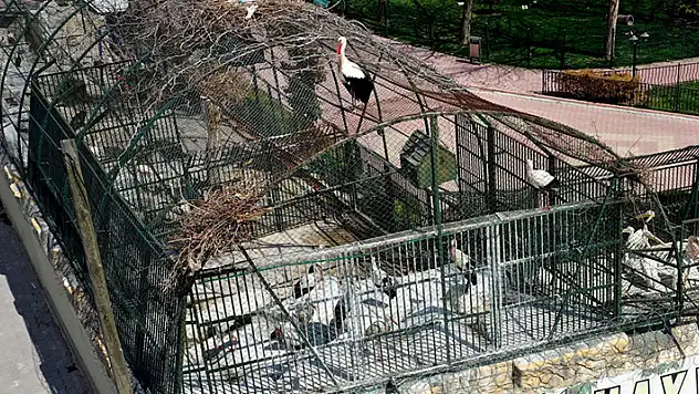 Leylek 'Mecnun' hayvanat bahçesinde tedavi gören 'Leyla'sını bırakmıyor