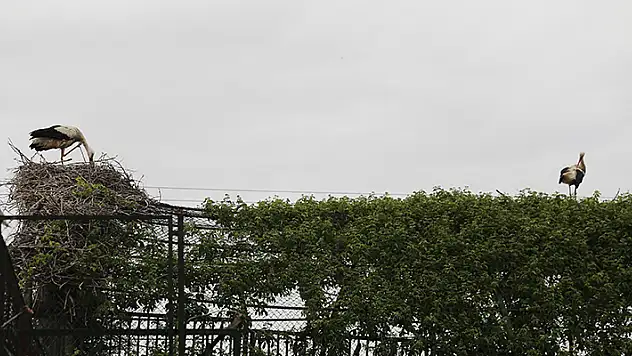 Leylek 'Mecnun' tedavisi tamamlanan eşi 'Leyla'ya kavuştu

