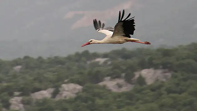 Leylekler Vadisi'nde yavrular büyük göçe hazırlanıyor