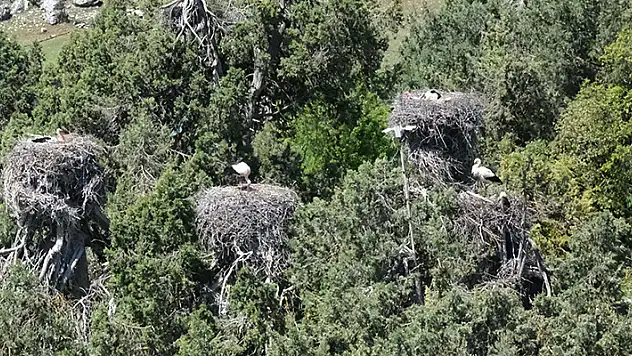 Leylekler Vadisi'nin konukları kuluçkaya yattı