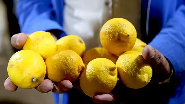 Limon fiyatları yükseliyor!