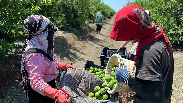Limonda hasat başladı bahçede kilosu 10 lira 
