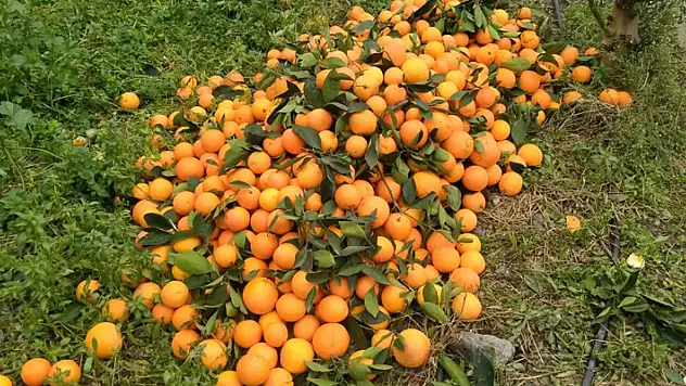 Lüks marketlerde 25 TL'ye satılan mandalinayı bedavaya dağıtsa da toplayan bulamıyor
