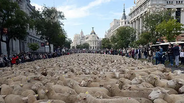 Madrid'de koyunlar şehre indi