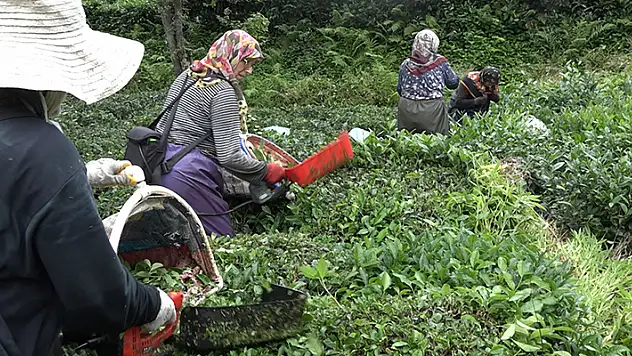 Mahalleli imeceyle hastanede yatan komşularının çayını topladı

