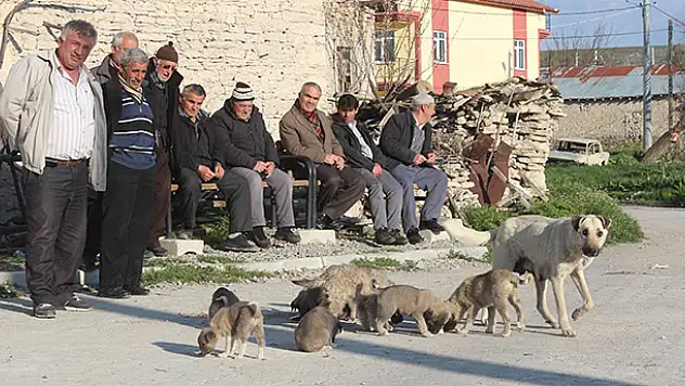 Mahalleli yavru köpeklere sahip çıkılmasını istedi