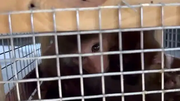 Makak maymunu ve şahinler kaçakçıların pençesinden kurtarıldı