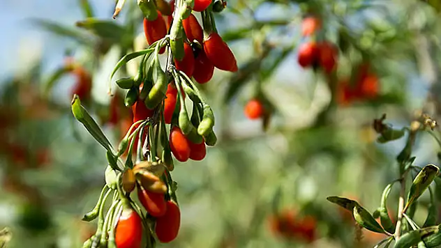 Makaleden etkilenip goji berry çiftliği kurdu