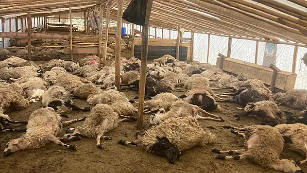 Malatya'da ağıla giren kurtlar 162 küçükbaş hayvanı telef etti
