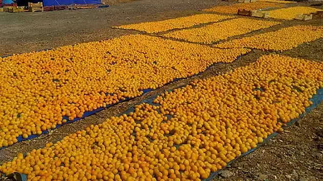Malatya'da kayısı hasadı başladı
