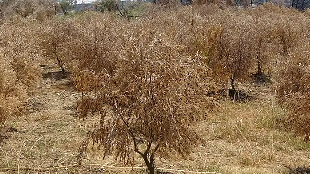Manavgat orman yangınında 18 bin dönüm zeytin ağacı yandı