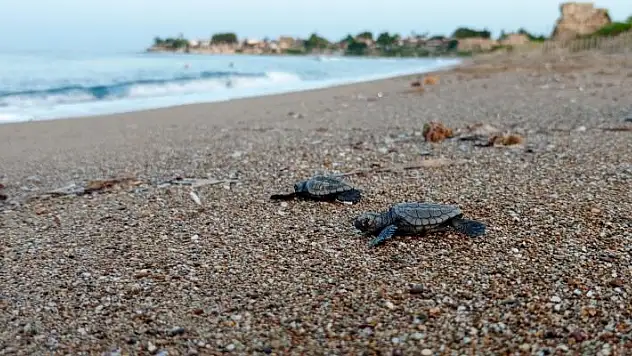 Manavgat'ta caretta caretta koruma çalışmaları sürüyor
