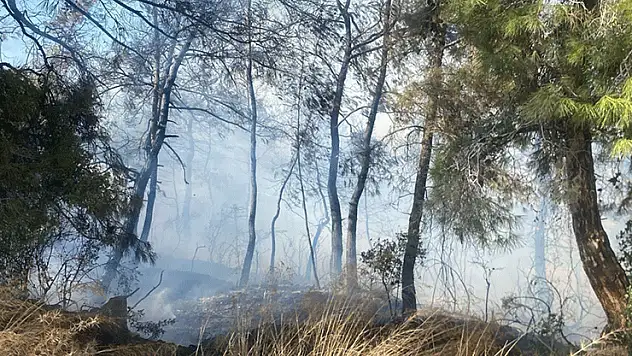 Manavgat'ta tarım arazisinde başlayan yangın ormanlık alana sıçradı