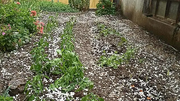 Manisa'da dolu yağışı nedeniyle tarım arazileri zarar gördü
