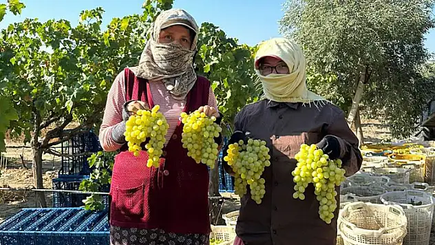 Manisa'da erkence üzümde hasat başladı

