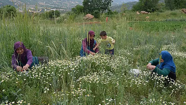 Manisa'da kadınların 'kır papatyası' mesaisi başladı
