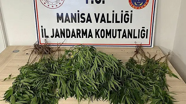 Manisa'da bahçesine kenevir eken kişi tutuklandı