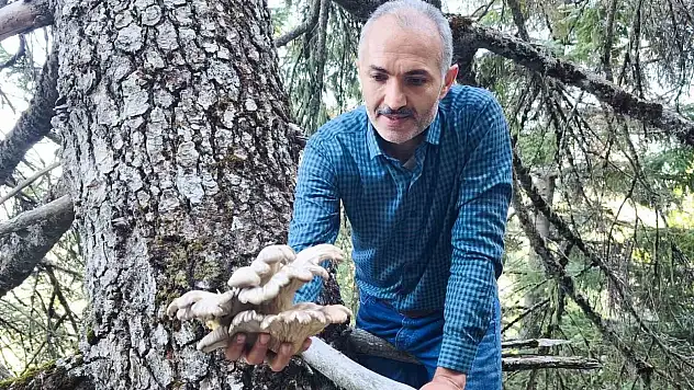 Mantar avcılarının ağaç tepelerinde tehlikeli avı