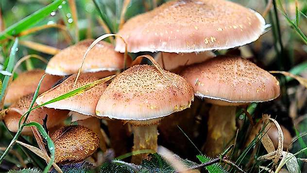 Mantar zehirlenmeleri artıyor! Dikkat: 16 saat sonra belirti veriyor

