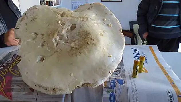 Mantardaki bolluk fiyatları düşürdü