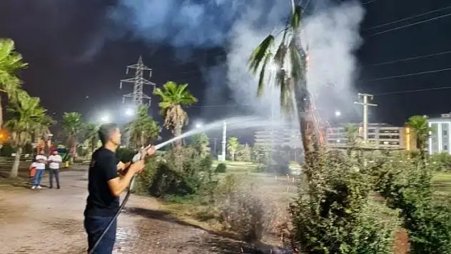 Mardin'de palmiye ağacı ateşe verildi