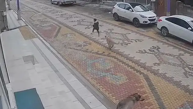 Mardin'de sahipsiz köpeğin saldırısına uğrayan çocuğu esnaf kurtardı