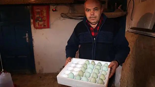 Mavi yumurta almak için 2 ay bekliyorlar!
