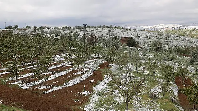 Mayıs ayında kötü sürpriz! Konya'da kiraz bahçelerini kar vurdu
