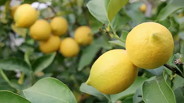 Mayısta en çok limonun fiyatı arttı
